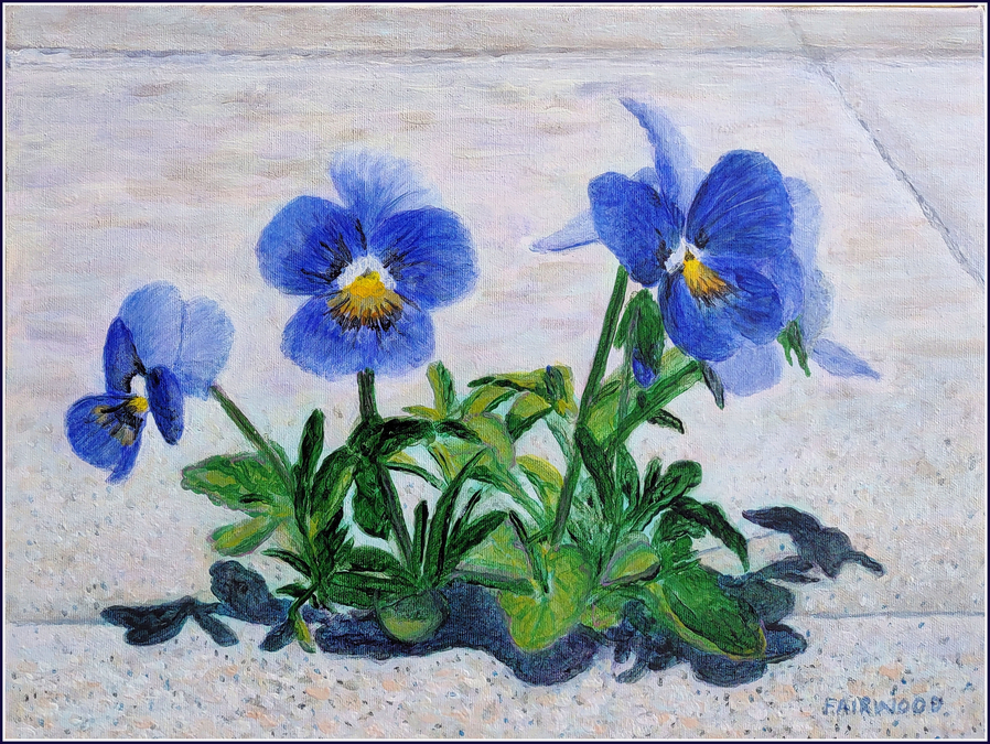 Blue Pansies