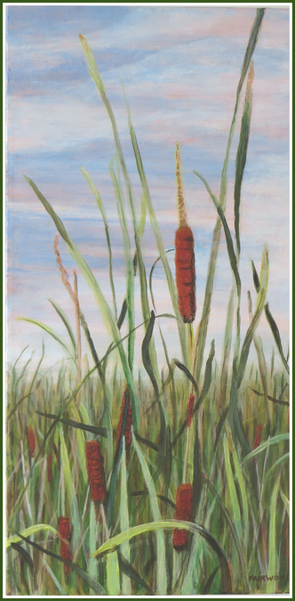 Bulrushes