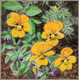 Yellow Pansies